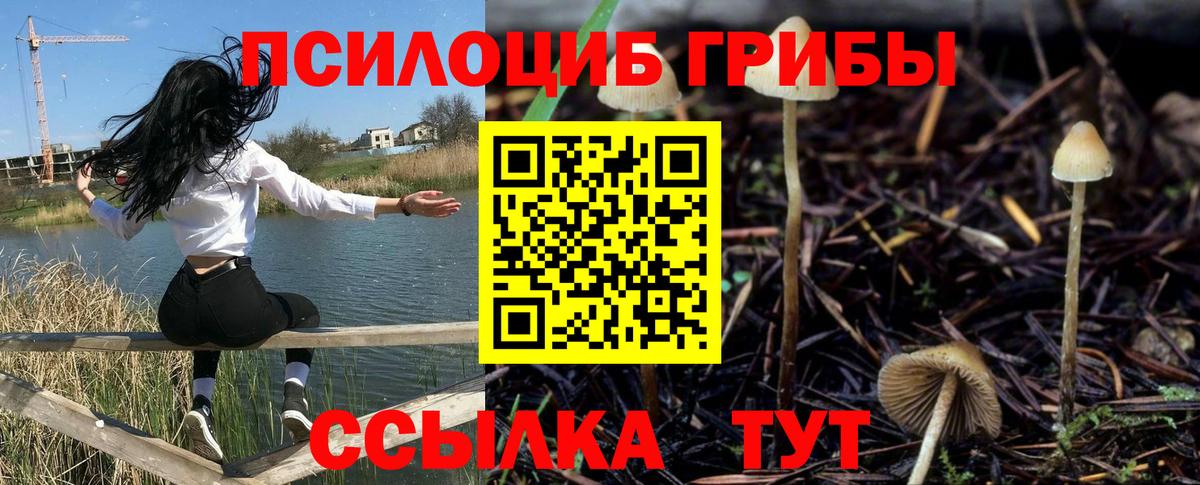 купить наркоту  Галлюциногенные грибы Psilocybine cubensis  Вход с VPN  Кувандык 